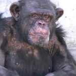 They filed a habeas corpus for the release of a chimpanzee housed in a zoo