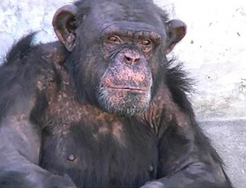 They filed a habeas corpus for the release of a chimpanzee housed in a zoo