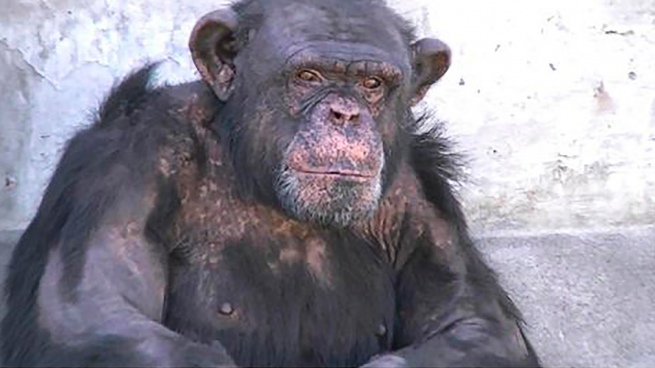 They filed a habeas corpus for the release of a chimpanzee housed in a zoo