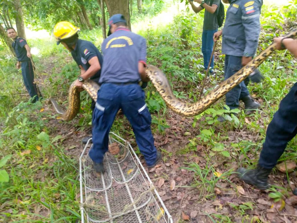 They rescue an anaconda in an irrigation canal in Barinas