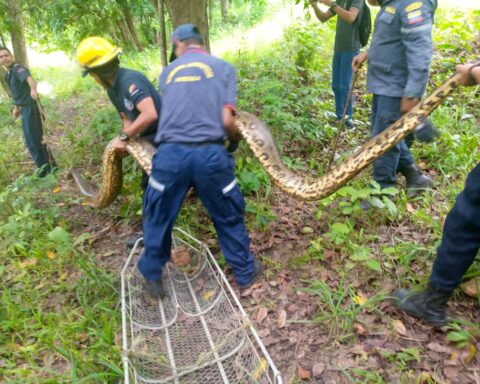 They rescue an anaconda in an irrigation canal in Barinas