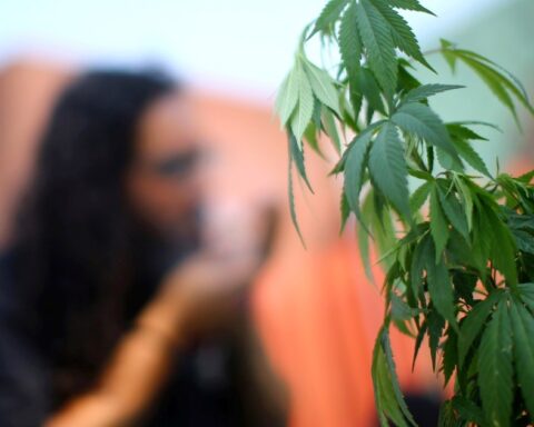 Uruguay analyzes that tourists can consume marijuana in its territory to increase its economy
