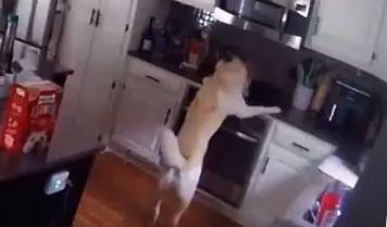Video: Dog turned on the stove to heat a pan with food and caused a tremendous fire