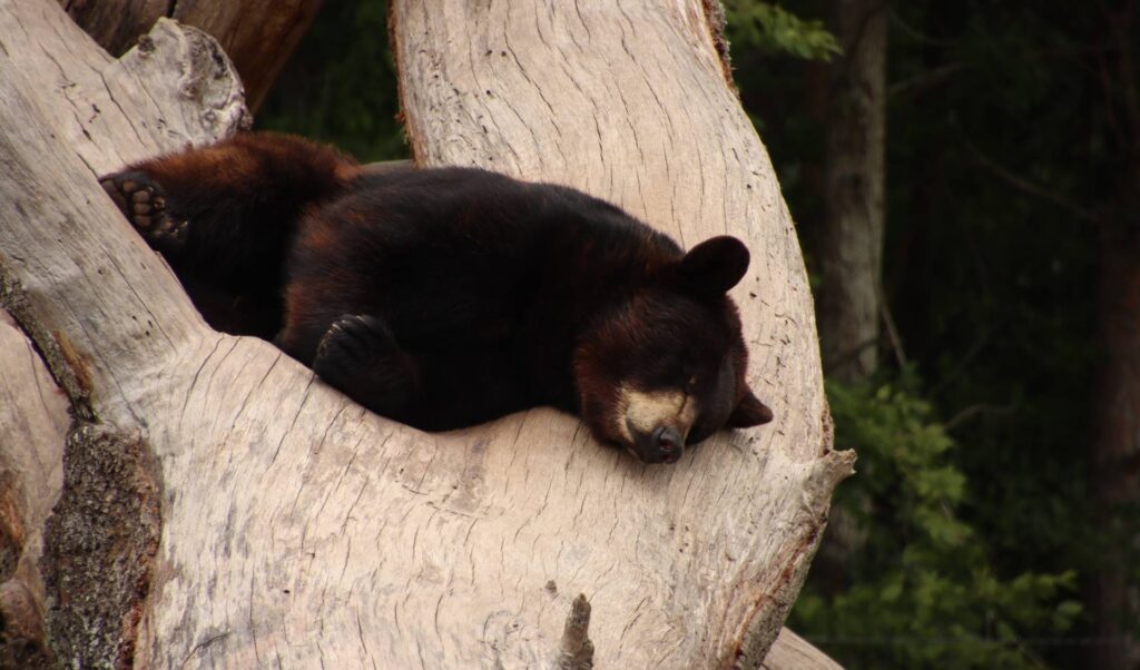 Videos |  Man recorded the strange reaction of a bear and the images go around the world