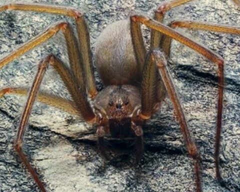 What to do about a violinist spider bite