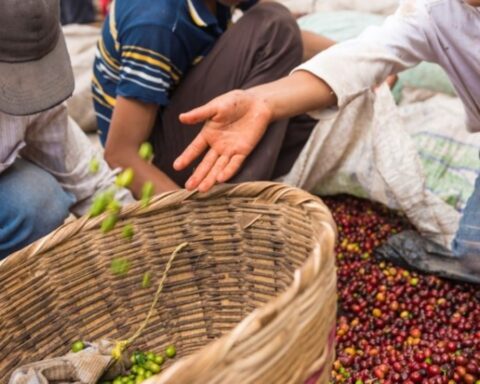 World Day Against Child Labour: the figures of the date