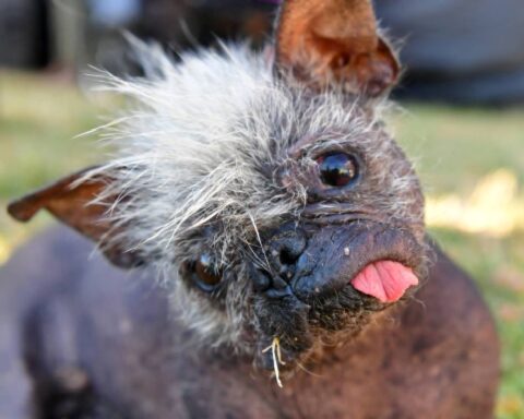 "Mr. Happy Face"the new ugliest dog in the world