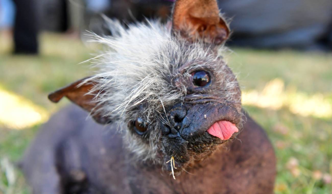 "Mr. Happy Face"the new ugliest dog in the world