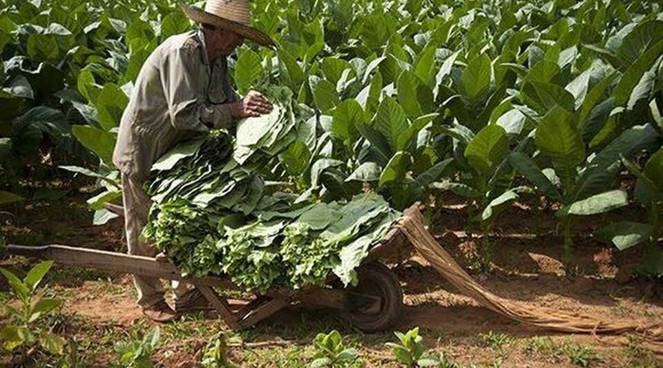 A better Cuba is possible with free agriculture and the end of the PCC monopoly