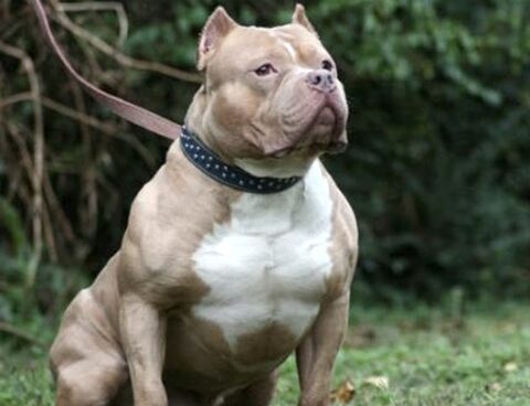 A man fed his pit bull with other dogs: they ask to toughen the penalties