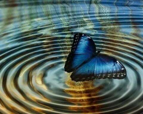 A tweet and the butterfly effect