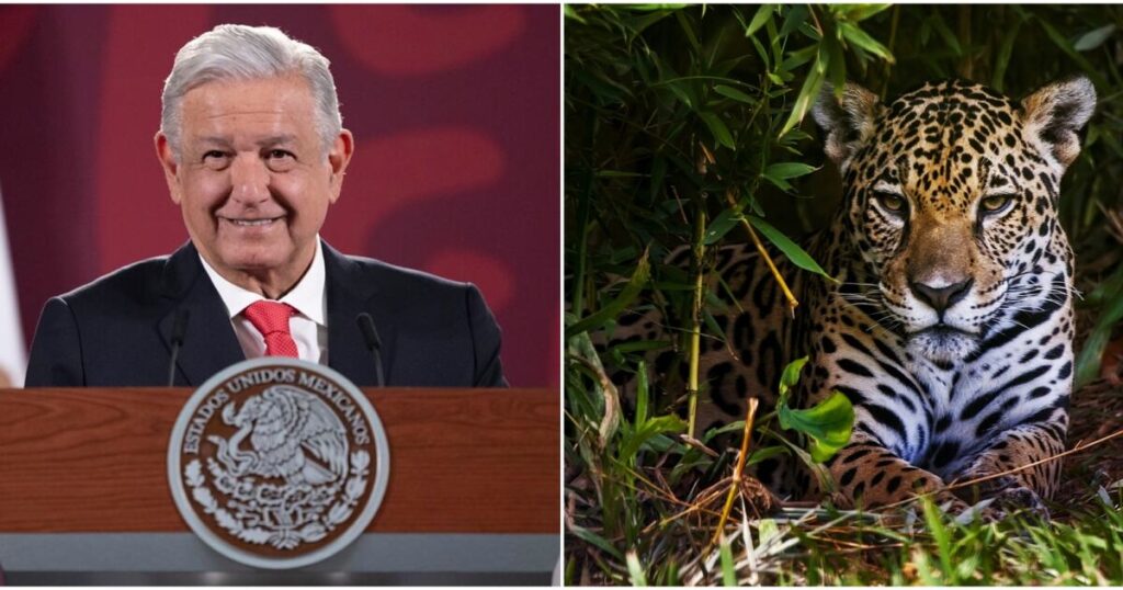 AMLO declares the region a protected natural area "Jaguar" in Tulum, QRoo