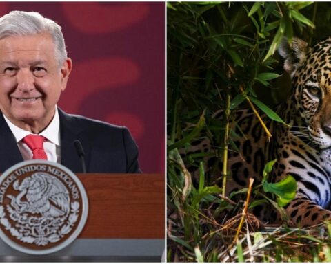 AMLO declares the region a protected natural area "Jaguar" in Tulum, QRoo