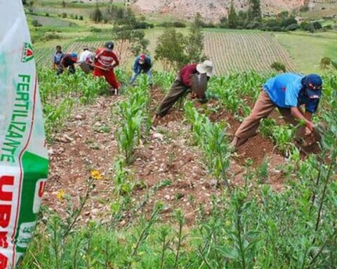 Agro Rural began the third urea purchase process and invited 158 international companies