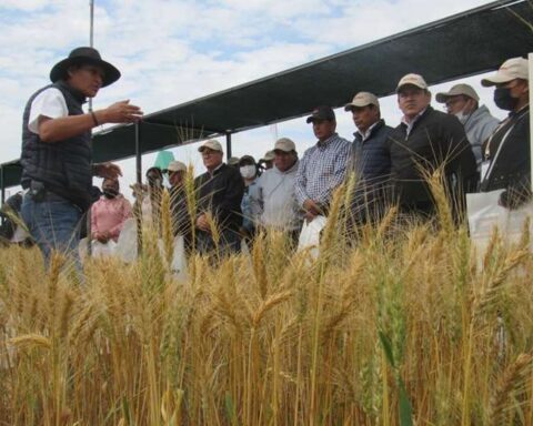 Exposición de parcelas de trigo. Foto: Anapo