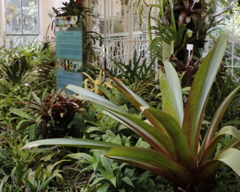 Applications open for postgraduate studies in phytotherapy at UFRJ