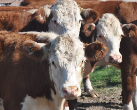 Authorized beef exports to South Korea