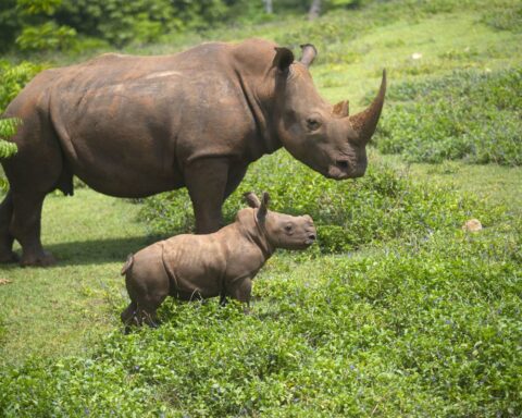 El rinoceronte bebé Ale y su madre caminan por la "pradera africana" del Zoológico Nacional, de Cuba, en La Habana. Foto: Yander Zamora / EFE.