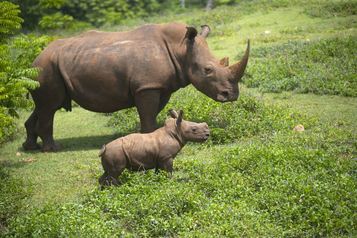 El rinoceronte bebé Ale y su madre caminan por la "pradera africana" del Zoológico Nacional, de Cuba, en La Habana. Foto: Yander Zamora / EFE.