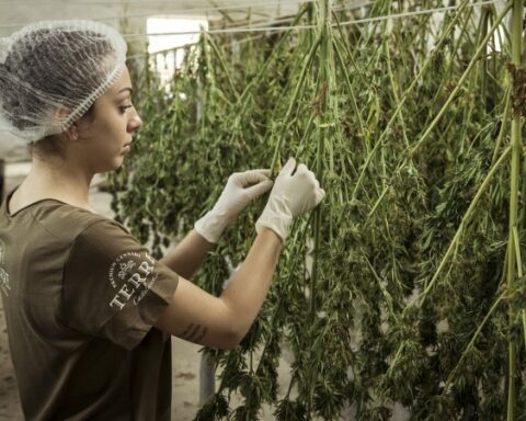 CA and PN agree to repeal the cannabis law in its entirety.  Lacalle Pou thinks differently