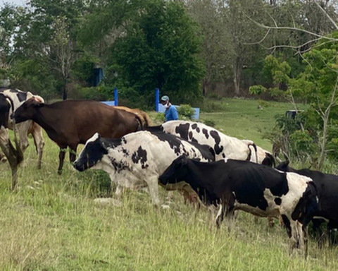 Ciego de Ávila registers an average of 10 daily cases of theft and slaughter of cattle