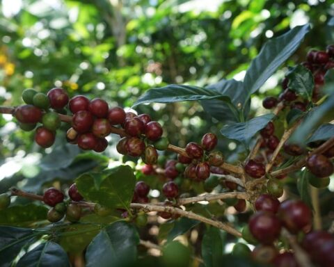Coffee, sorghum, and sugar exporters expect record revenues