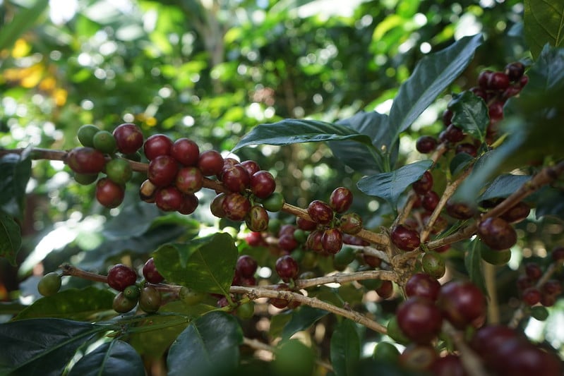 Coffee, sorghum, and sugar exporters expect record revenues