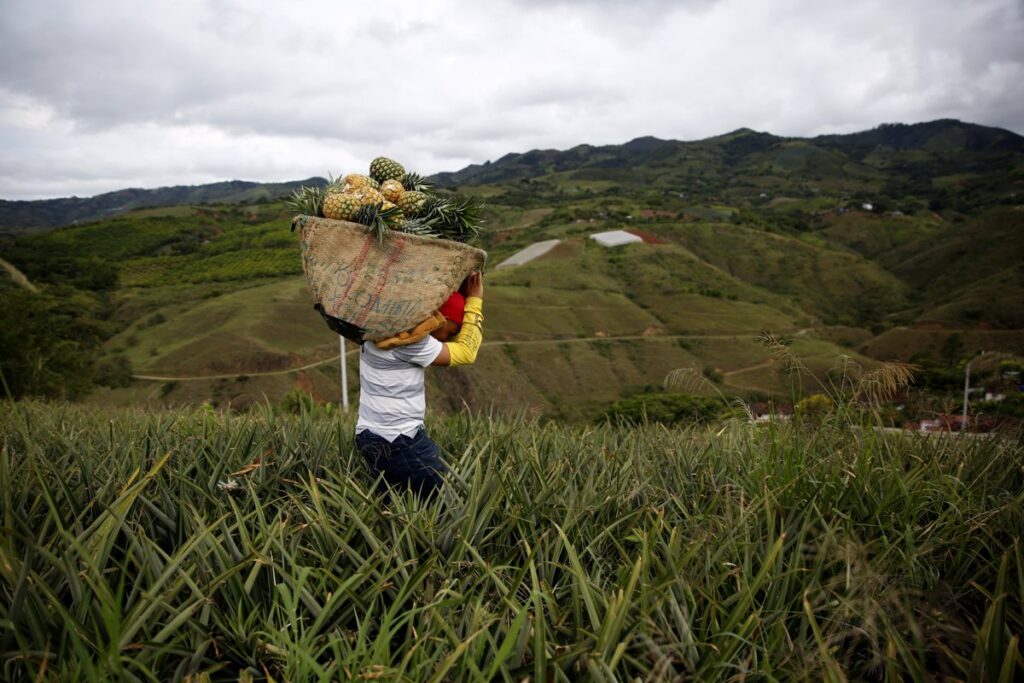 Un hombre carga un canasto en medio de un cultivo de piña, en el municipio de Dagua, departamento del Valle del Cauca, en Colombia, en una fotografía de archivo. Foto: Ernesto Guzmán Jr. / EFE / Archivo.