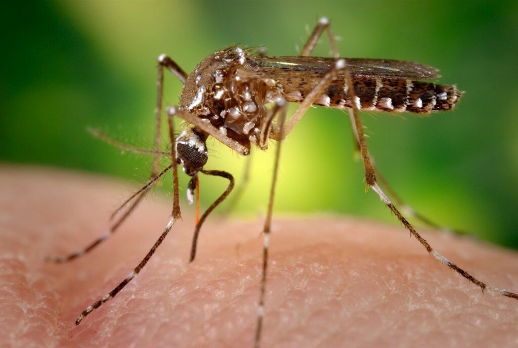 Mosquito de la especie Aedes aegypti, que transmite los virus del dengue, zika y chikungunya. Foto: Foto: EFE/ Centros para el Control y Prevención de Enfermedades de EEUU / Archivo.