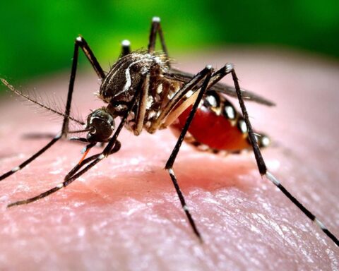 Mosquito de la especie Aedes aegypti, que transmite los virus del dengue, zika y chikungunya. Foto: canariasnoticias.es / Archivo.