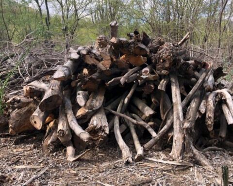 Ambientalista denuncia crimen con Parque Francisco Caamaño