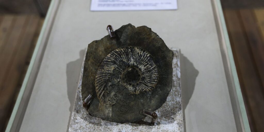 Exhibition at UNB displays fossils of more than 90 million years