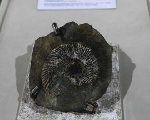 Exhibition at UNB displays fossils of more than 90 million years