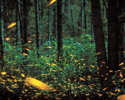 Firefly sighting, a natural spectacle