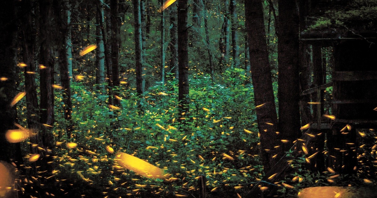 Firefly sighting, a natural spectacle