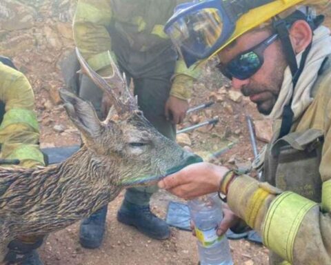 Incendios en España: afectado por las llamas, un corzo recibe agua de los bomberos