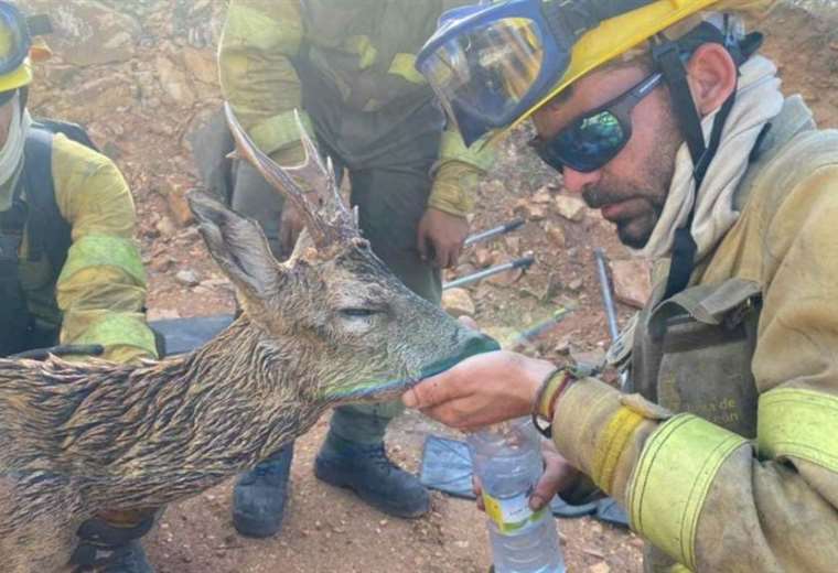 Incendios en España: afectado por las llamas, un corzo recibe agua de los bomberos