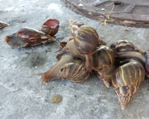 Caracol gigante africano: se avecina otra plaga en Las Tunas