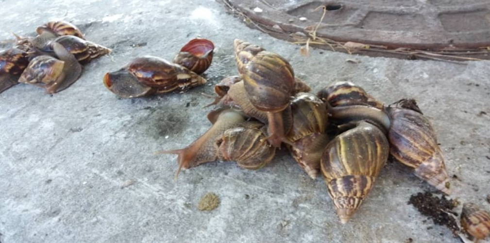 Caracol gigante africano: se avecina otra plaga en Las Tunas