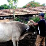 Given the inaction of the Police, thieves have carte blanche to steal animals in the Cuban countryside