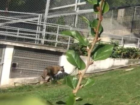 Lioness escapes from a cage on a farm in Puerto Plata