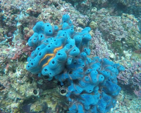 Foto: naturalista.mx