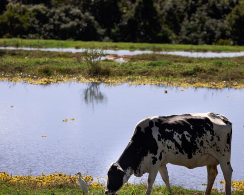 National Milk Forum discusses perspectives for the sector