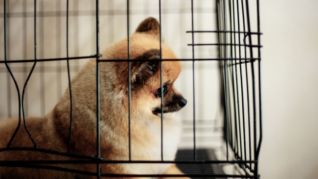 New York wants to ban the sale of dogs and cats in stores