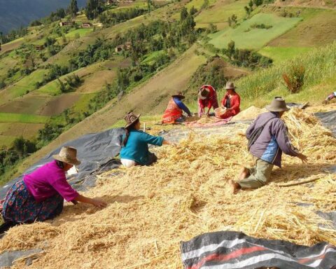 Pedro Castillo announces that agricultural techniques will be taught in schools