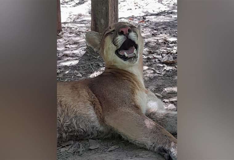 Pumas rescatados ahora juegan en medio del bosque