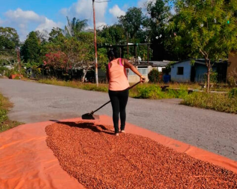 Secretary of food in Miranda denied that they are the ones who put a price on cocoa