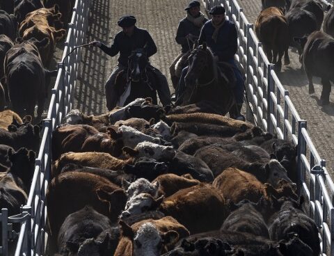 The Cañuelas Agricultural Market celebrates its second month of activity