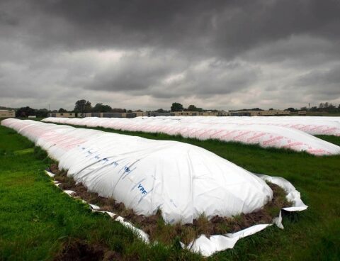 The Central approved an instrument to encourage the liquidation of the harvest