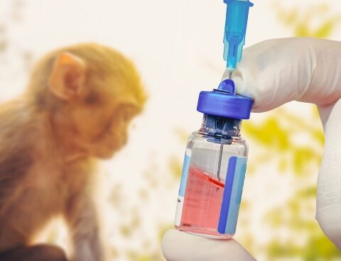 The European Union authorized the use of the Imvanex vaccine against monkeypox